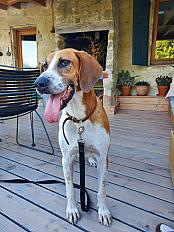 Donne Chien anglo-français 9 ans - Dordogne - Photo 3