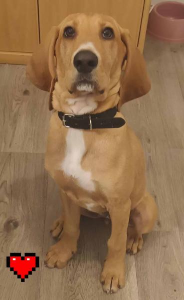 Donne chienne croisée Saint Hubert 6 mois - Ain