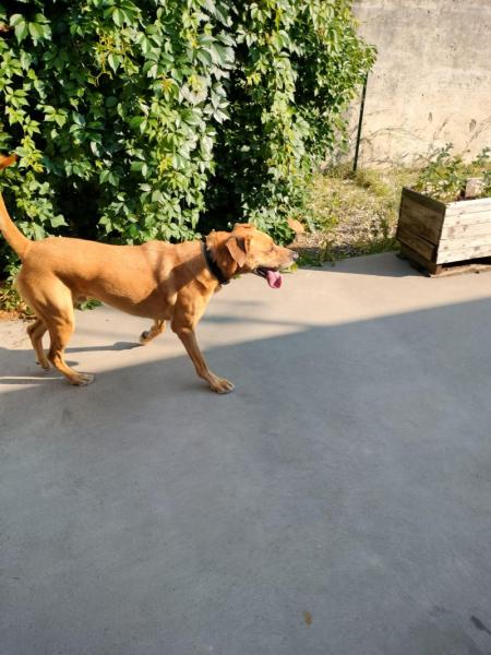 Donne Paco, chien mâle 6 ans - Vaucluse