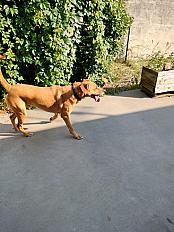 Donne Paco, chien mâle 6 ans - Vaucluse