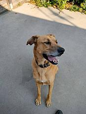 Donne Paco, chien mâle 6 ans - Vaucluse - Photo 2