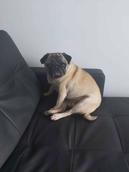 Donne adorable carlin 5 ans - Val d'Oise