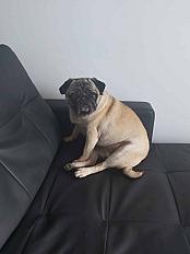 Donne adorable carlin 5 ans - Val d'Oise