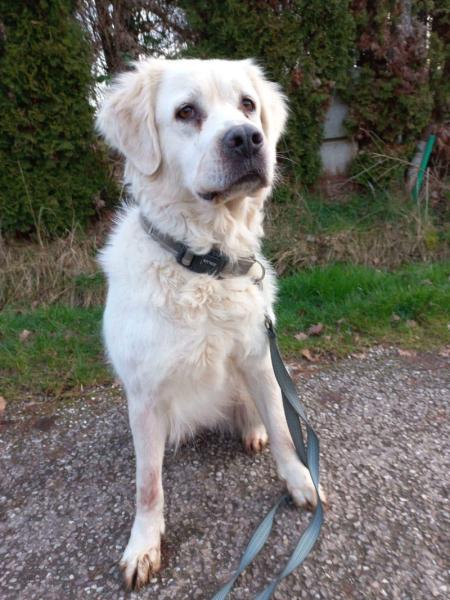 Donne Nala Berger Polonais de 6 ans - Vosges