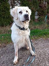 Donne Nala Berger Polonais de 6 ans - Vosges