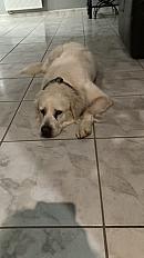 Donne Nala Berger Polonais de 6 ans - Vosges - Photo 2