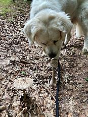 Donne Nala Berger Polonais de 6 ans - Vosges - Photo 3