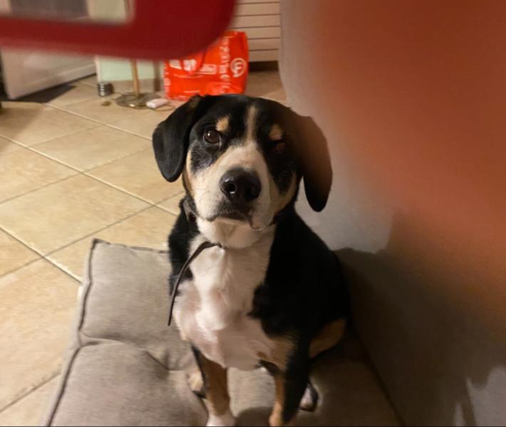 Recherche une nouvelle famille pour Jupiter, bouvier de l'Entlebuch - Essonne