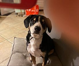 Recherche une nouvelle famille pour Jupiter, bouvier de l'Entlebuch - Essonne