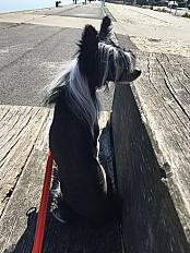 Don chienne chinoise à crête nue, 4 ans - Loire Atlantique