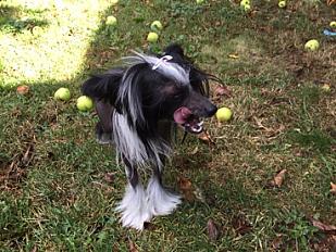 Don chienne chinoise à crête nue, 4 ans - Loire Atlantique - Photo 2