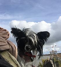 Don chienne chinoise à crête nue, 4 ans - Loire Atlantique - Photo 3