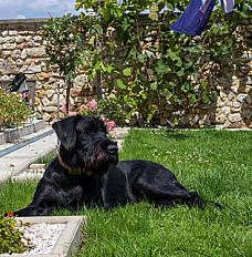 Donne Schnauzer géant 4 ans - Yvelines