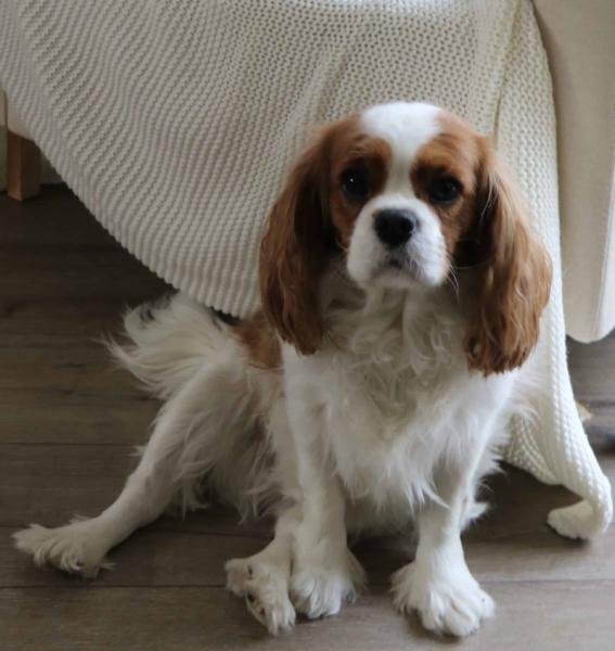 Femelle Cavalier King Charles à adopter 5 ans  - Morbihan