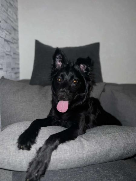 Donne chien mudi 1 an - Essonne