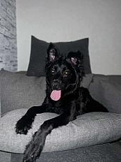 Donne chien mudi 1 an - Essonne