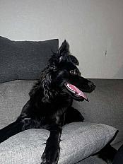 Donne chien mudi 1 an - Essonne - Photo 2