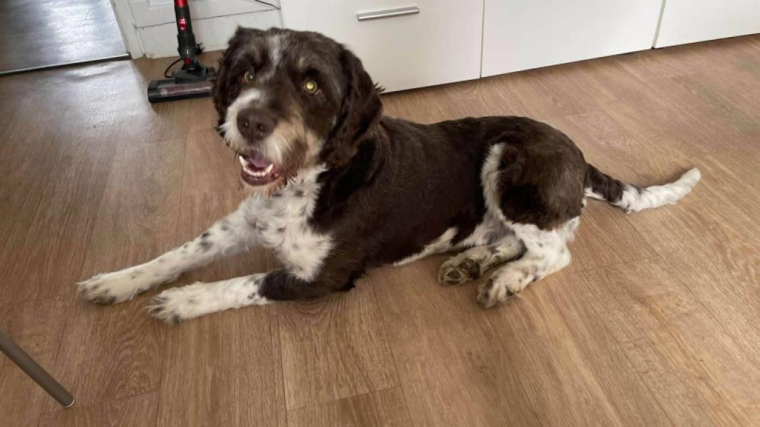 Donne Drahthaar 5 ans - Oise