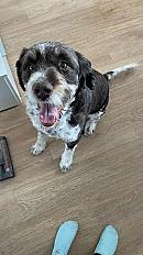 Donne Drahthaar 5 ans - Oise - Photo 2