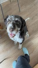 Donne Drahthaar 5 ans - Oise - Photo 3