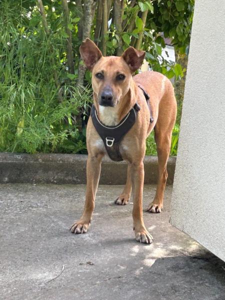 Donne chien croisé créole 4 ans - Haute Savoie