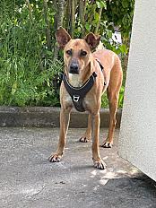 Donne chien croisé créole 4 ans - Haute Savoie