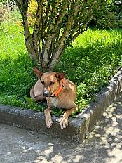 Donne chien croisé créole 4 ans - Haute Savoie - Photo 2