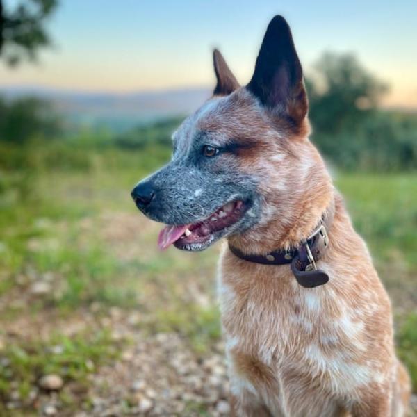 Donne Bouvier australien 1 an - Hérault