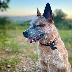 Donne Bouvier australien 1 an - Hérault