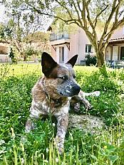 Donne Bouvier australien 1 an - Hérault - Photo 2