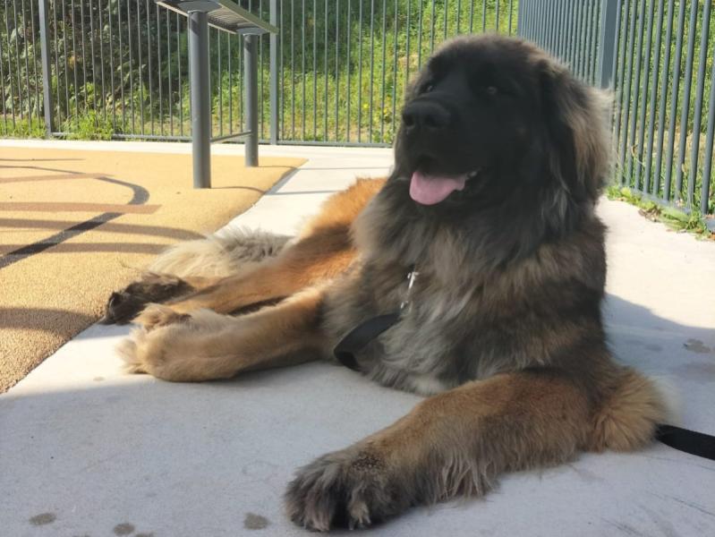 Donne jeune Leonberg femelle 3 ans - Finistère