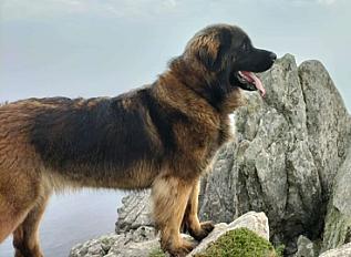 Donne jeune Leonberg femelle 3 ans - Finistère - Photo 2