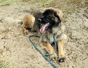 Donne jeune Leonberg femelle 3 ans - Finistère - Photo 3