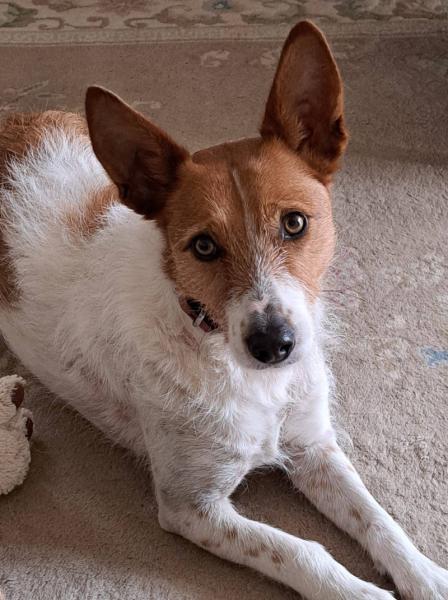 DONNE Belle, affectueuse podenco portugais taille moyenne femelle 4 ans - Yvelines