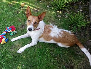 DONNE Belle, affectueuse podenco portugais taille moyenne femelle 4 ans - Yvelines - Photo 2