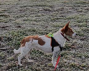 DONNE Belle, affectueuse podenco portugais taille moyenne femelle 4 ans - Yvelines - Photo 3