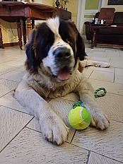 Donne saint bernard 5 ans - Pyrénées Atlantiques