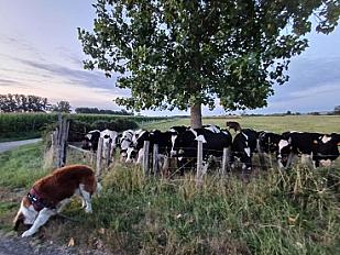 Donne saint bernard 5 ans - Pyrénées Atlantiques - Photo 2