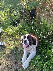 Donne saint bernard 5 ans - Pyrénées Atlantiques - Photo 3