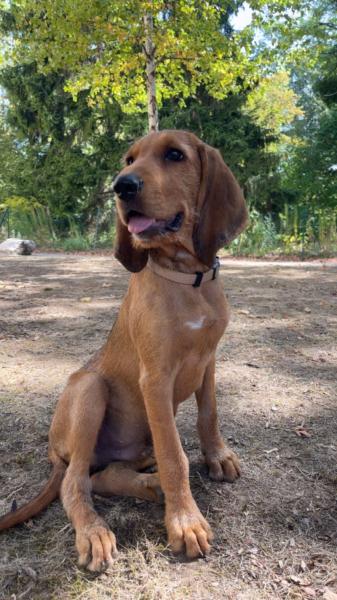 Donne chien fauve de bretagne croisé 1 an - Rhône