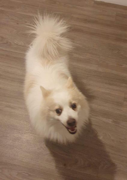 Donne spitz 4 ans - Marne