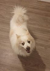 Donne spitz 4 ans - Marne