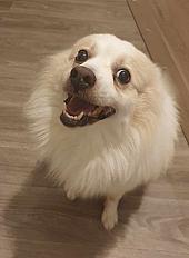 Donne spitz 4 ans - Marne - Photo 2