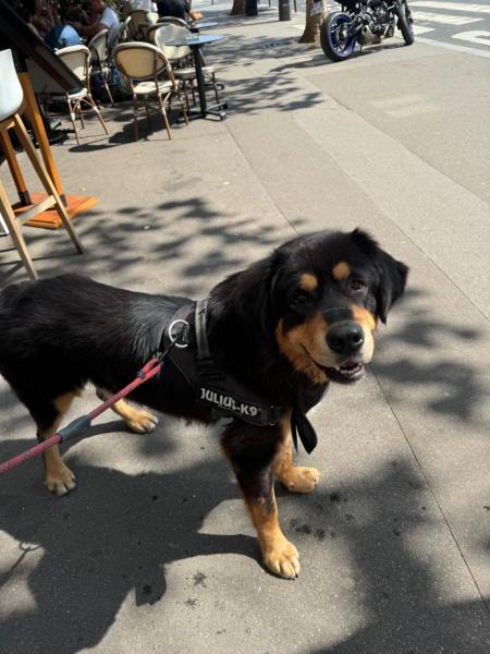 Donne Mastiff Tibetain mâle 2 ans - Seine Saint Denis