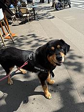 Donne Mastiff Tibetain mâle 2 ans - Seine Saint Denis