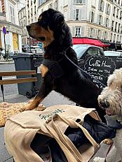 Donne Mastiff Tibetain mâle 2 ans - Seine Saint Denis - Photo 2