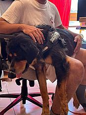 Donne Mastiff Tibetain mâle 2 ans - Seine Saint Denis - Photo 3