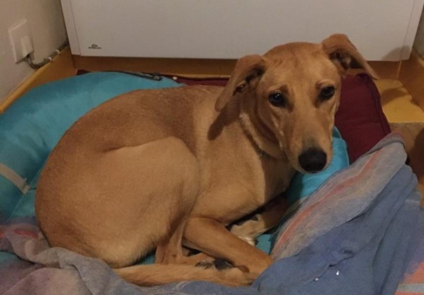 Donne Beldi (race mixte marocaine) femelle 2 ans - Ardèche