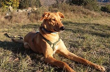 Donne Beldi (race mixte marocaine) femelle 2 ans - Ardèche - Photo 2