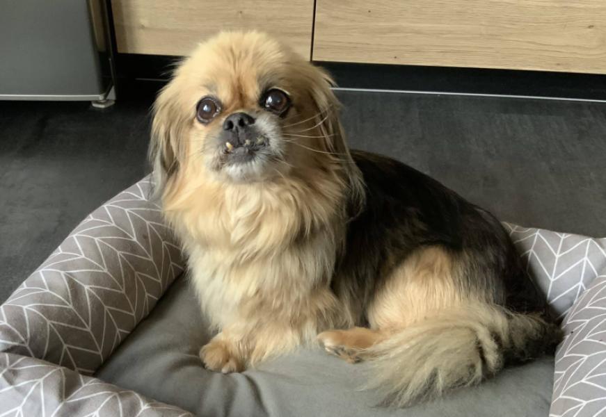 Donne Pékinois femelle adulte - Meurthe et Moselle